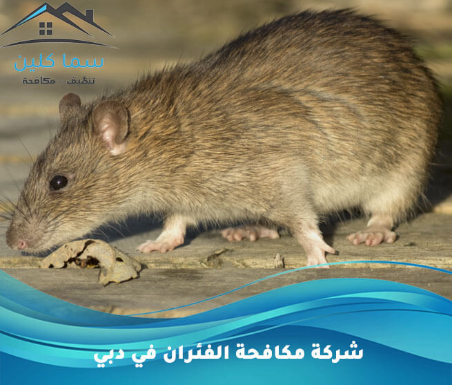 شركة مكافحة الفئران في دبي