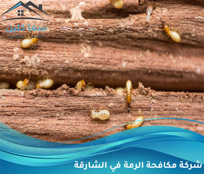 شركة مكافحة الرمة في الشارقة