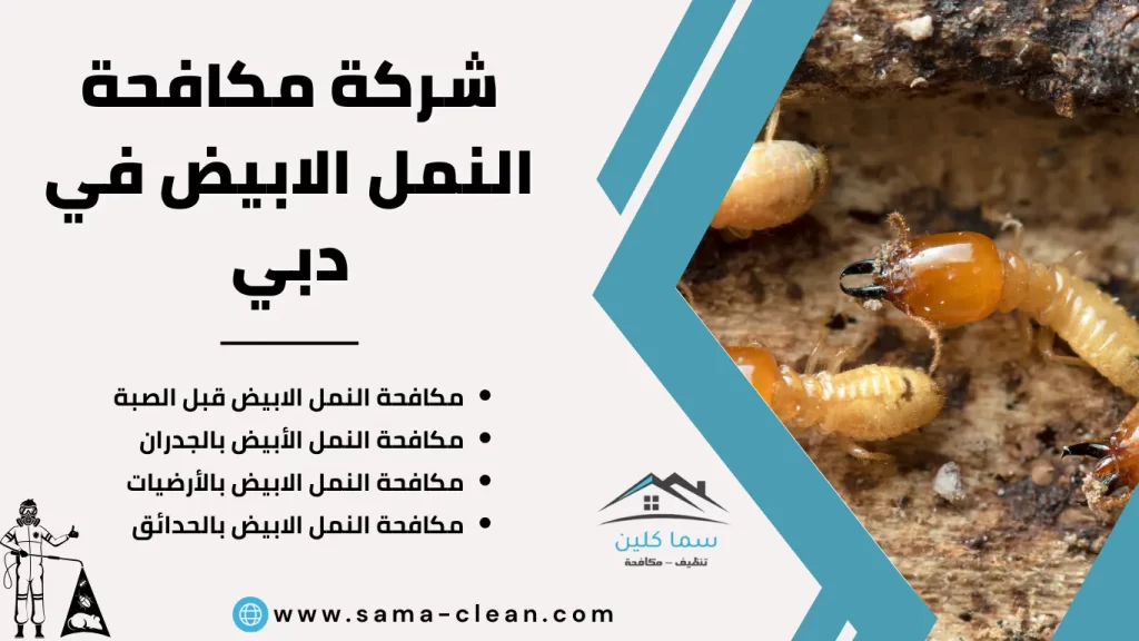 شركة مكافحة النمل الابيض في دبي
