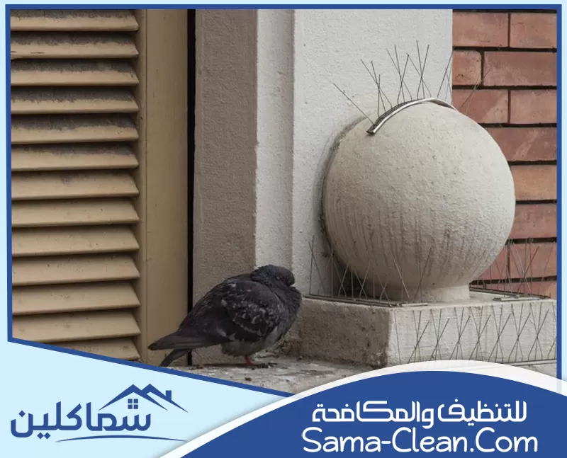افضل شركة مكافحة الحمام في الامارات افضل شركة مكافحة الحمام في الامارات
