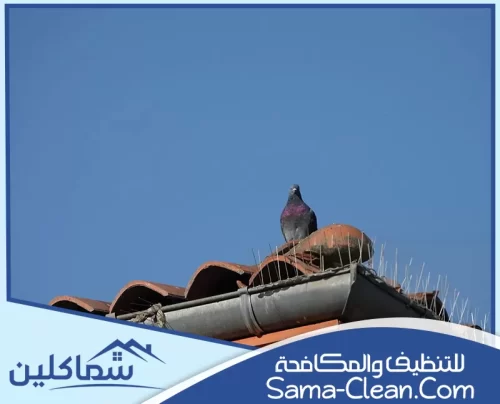 مكافحة الحمام في الامارات مكافحة الحمام في الامارات