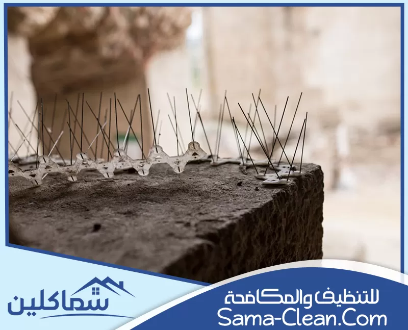 ارخص مكافحة حمام في الإمارات ارخص مكافحة حمام في الإمارات