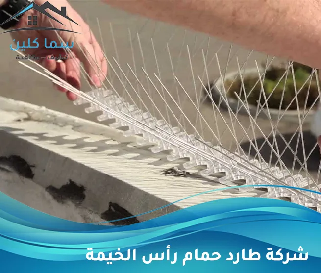 شركة طارد حمام في رأس الخيمة