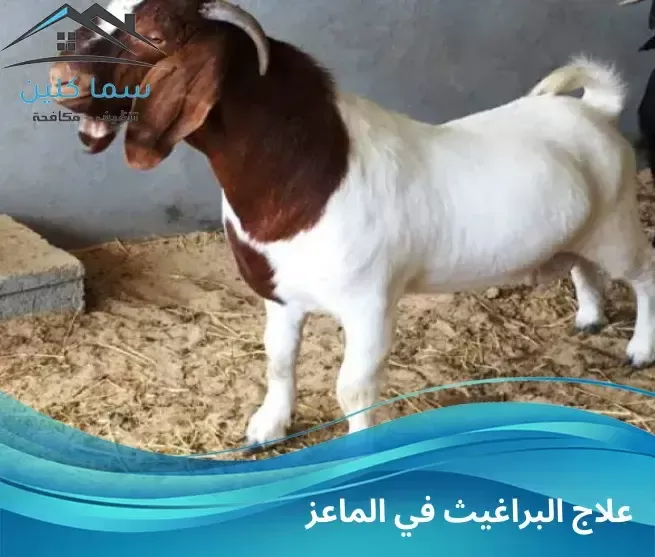 علاج البراغيث في الماعز
