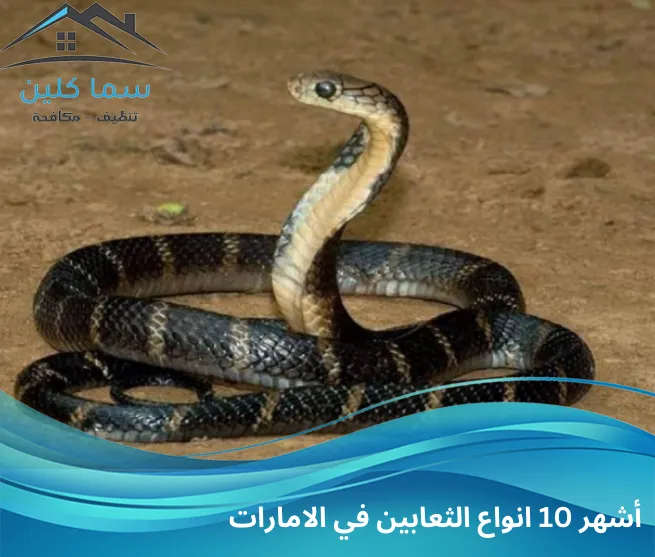 أشهر 10 انواع الثعابين في الامارات