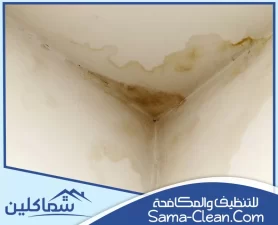 معالجة الرطوبة في الامارات